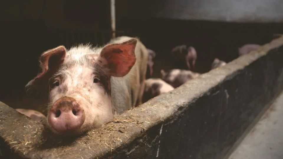 Două focare de pestă porcină africană, confirmate în Buzău. 17 porci au fost sacrificați